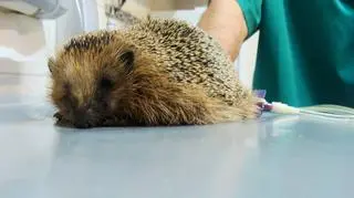 Albert podłączony do kroplówki