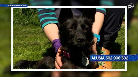 Alusia szuka domu