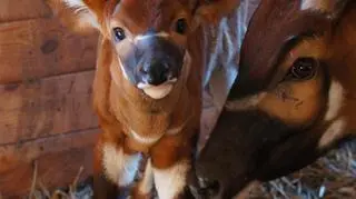 Antylopom grozi wyginięcie 