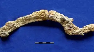 Archeolodzy odkopali sierp w jednym z grobów
