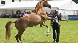 Aukcja arabów w Janowie (PAP)