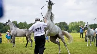 Aukcja arabów w Janowie (PAP)