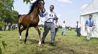 Aukcja arabów w Janowie (PAP)