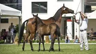 Aukcja arabów w Janowie (PAP)