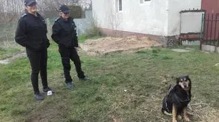 Aza została tymczasowo przywiązana łańcuchem
