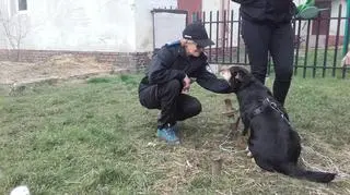 Aza została tymczasowo przywiązana łańcuchem