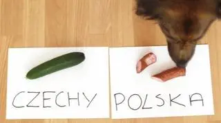 Azor wybierał rozsądnie