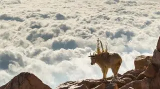 'Bad Hair Day' Gordon Illg, USA