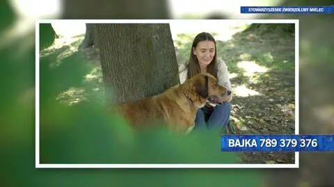 Bajka szuka domu!