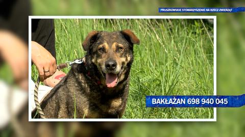 Bakłażan szuka domu