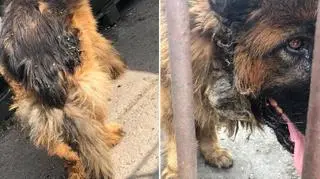 Bary był cały w muchach