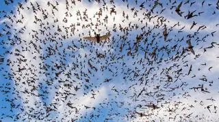 'Bat Festival' João Paulo Krajewski, Brazylia, Wielka Brytania