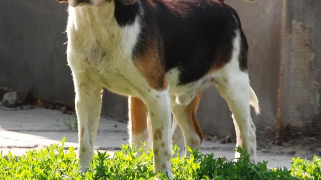 Beagle Elmer i Berta