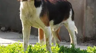 Beagle Elmer i Berta