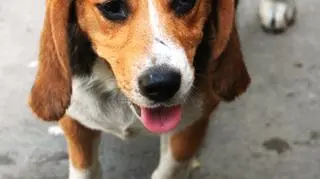 Berta niedowidzi lub jest zupełnie niewidoma