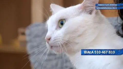Biała szuka domu
