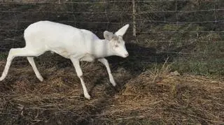Białasek dostanie okulary przeciwsłoneczne?