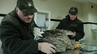 Bielik został postrzelony ok