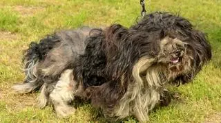 Bili był bardzo zaniedbany 