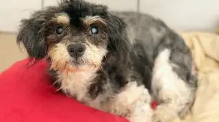 Bili teraz szuka nowego domu