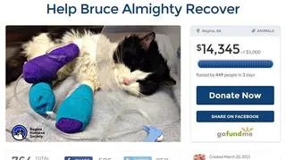 Blisko 500 internautów finansuje leczenie kota