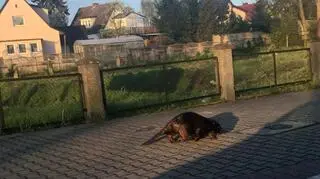 Bóbr wrócił na szczecińskie osiedle