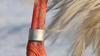 Bocian na nodze ma obrączkę, którą jak wynika z opisu założono w parku narodowym Matsalu w Estanii