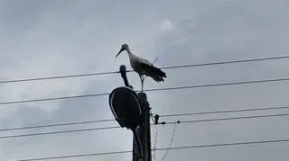 Bocian na razie jest w dobrej kondycji