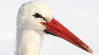 Bocian pojawił się jakieś 3 tygodnie temu we wsi Czatkowy pod Tczewem 