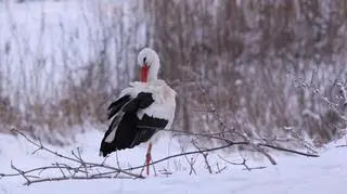 Bocian pojawił się w okolicach Tczewa