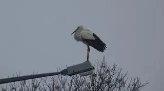 Bocian spod Bolesławca: - Wyglądał na zdrowego - stwierdził autor zdjęcia 