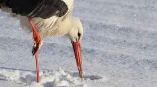 Bociana dokarmiają mieszkańcy