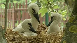 Bocianie dzieci są pod opieką rodziców i weterynarzy