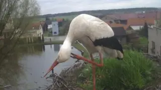 Bociany przyleciały do Dziergowic w woj