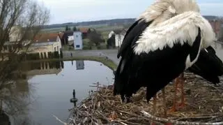 Bociany przyleciały do Dziergowic w woj