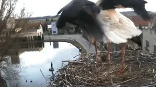 Bociany przyleciały do Dziergowic w woj