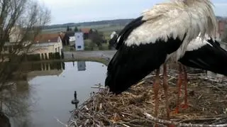 Bociany przyleciały do Dziergowic w woj