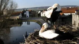 Bociany przyleciały do Dziergowic w woj