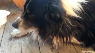 Border collie przez dwa dni nie ruszał się sprzed kominka