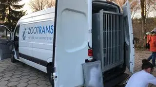 Busem pojadą trzy tygrysy