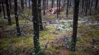 Byk był agresywny i zaatakował właściciela