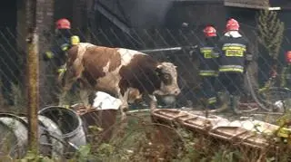 Byk ucieka z płonącej obory