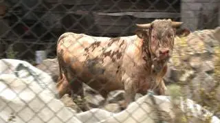 Byk ucieka z płonącej obory