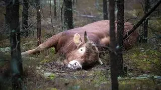 byka nie można było uśpić zastrzykiem