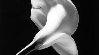 Calla Lily, 1984 