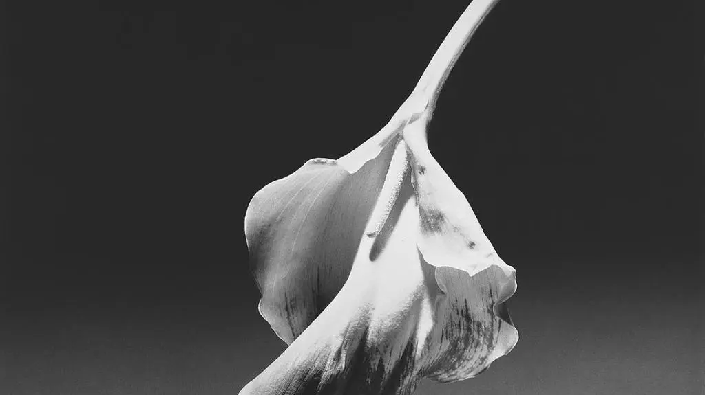 Calla Lily, 1986
