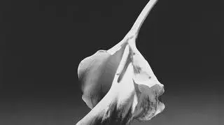 Calla Lily, 1986