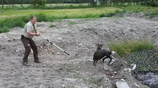 Cały i zdrowy daniel został wypuszczony na wolność