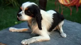 Cavalierka ma niedoczynność tarczycy, jest też wychudzona