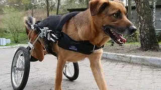 Charlie jest bardzo pogodnym psem